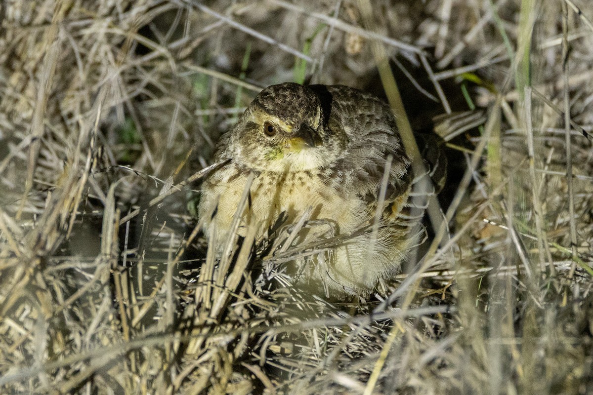 Singing Bushlark (Australasian) - ML647036301