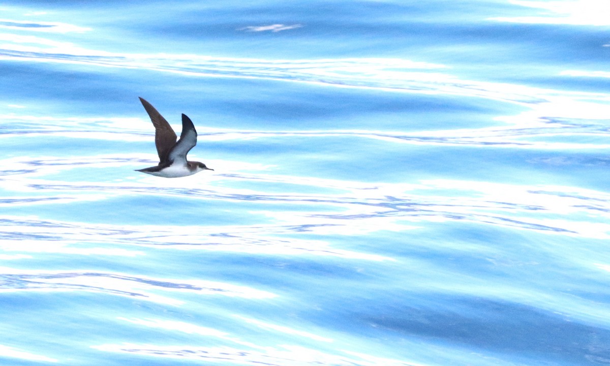 マンクスミズナギドリ - ML647036302