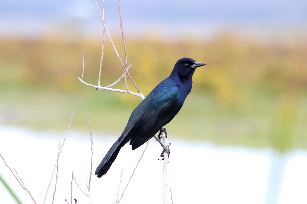 キタオナガクロムクドリモドキ - ML647036312