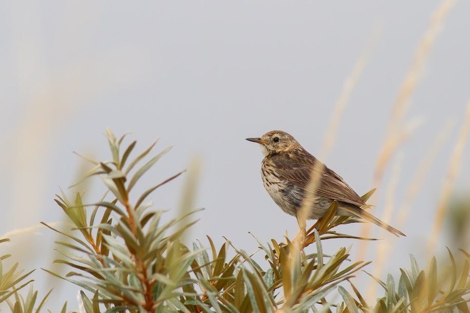 マキバタヒバリ - ML647036323