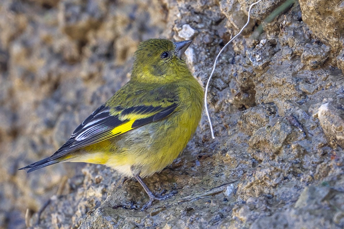 Hooded Siskin - ML647036325