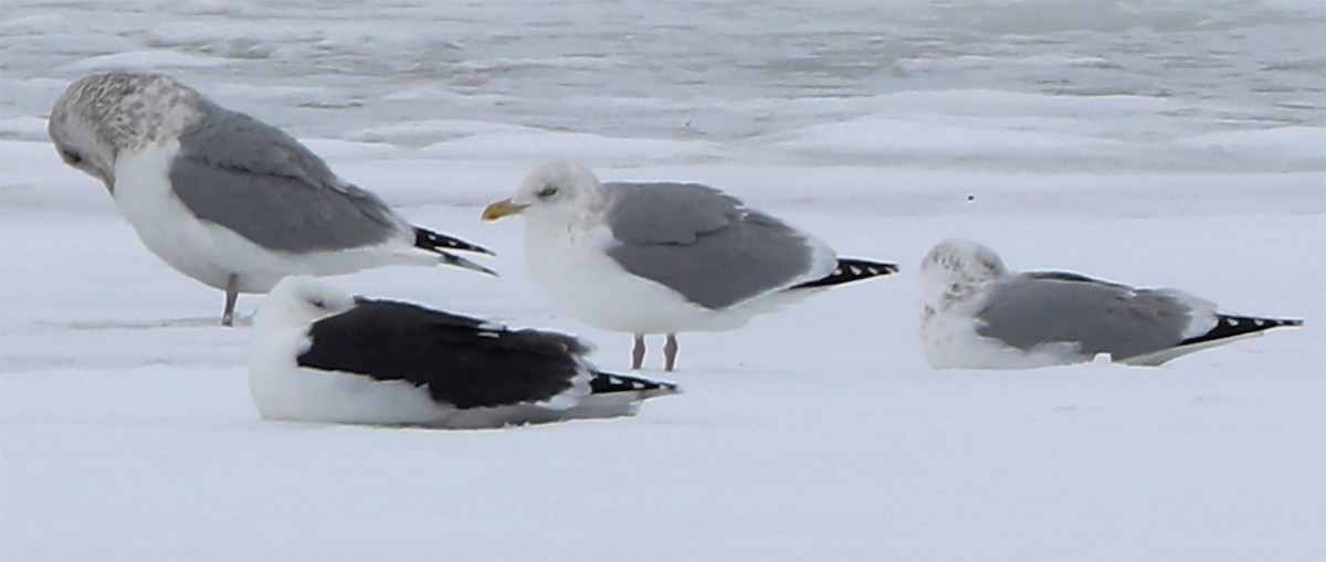 Great Black-backed Gull - ML647036326