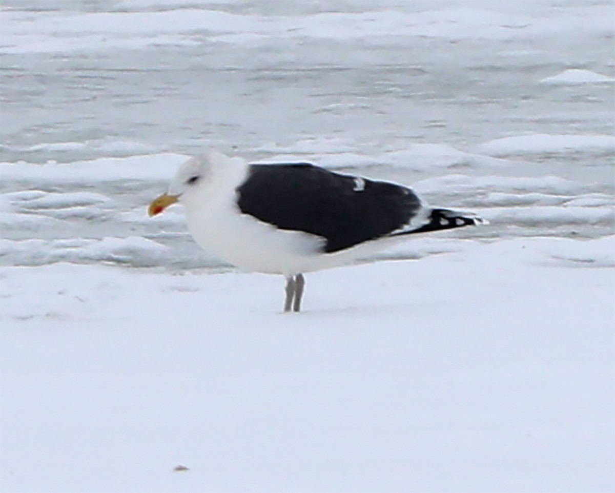 Great Black-backed Gull - ML647036327