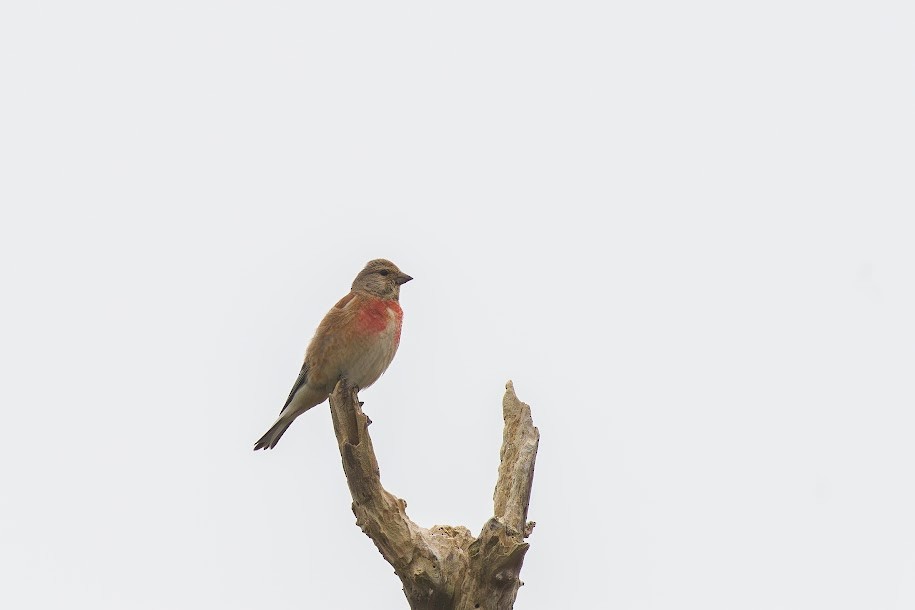 ムネアカヒワ - ML647036331