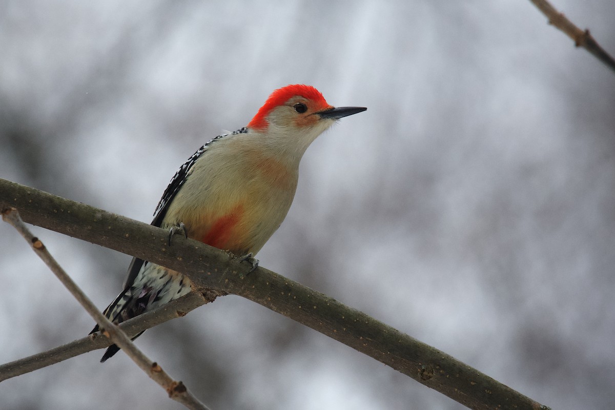 シマセゲラ - ML647036338