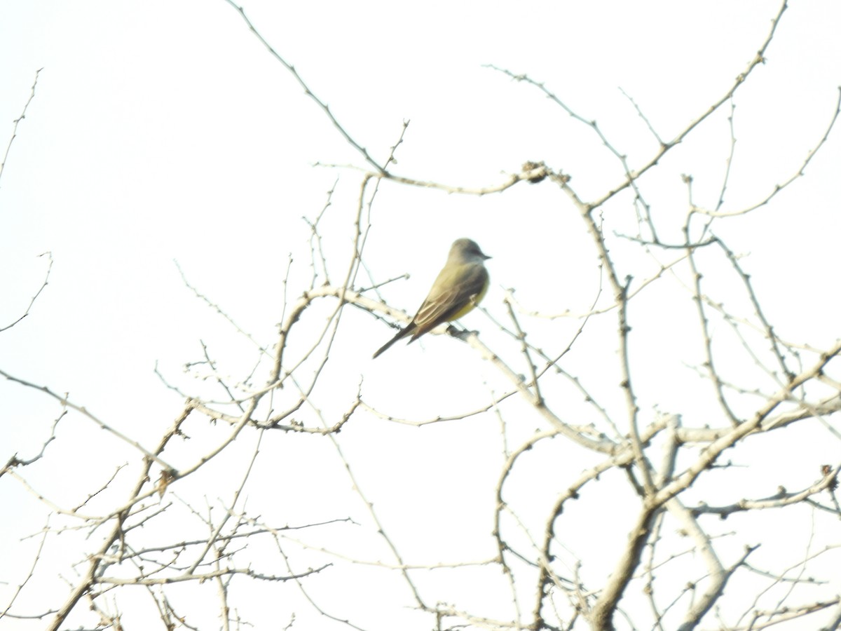 Tyran de l'Ouest - ML647036346