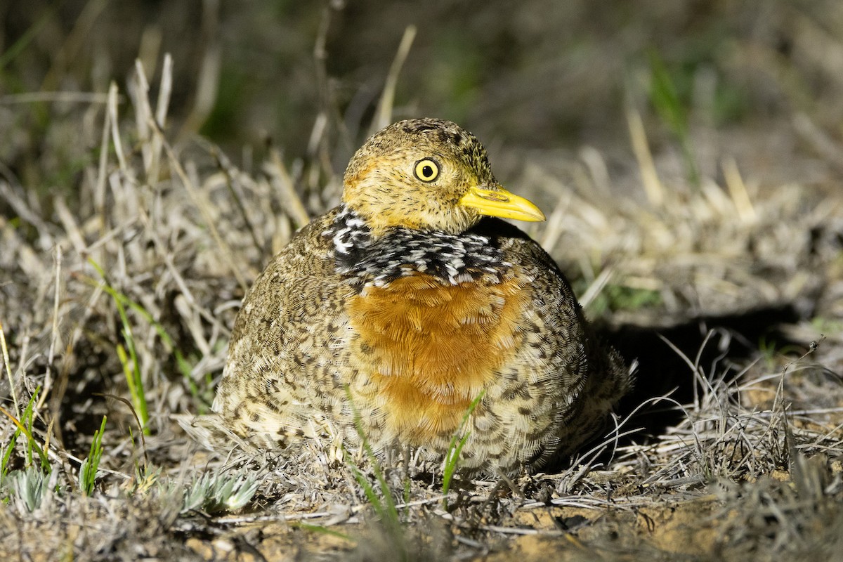 Bıldırcıngöçebesi - ML647036349