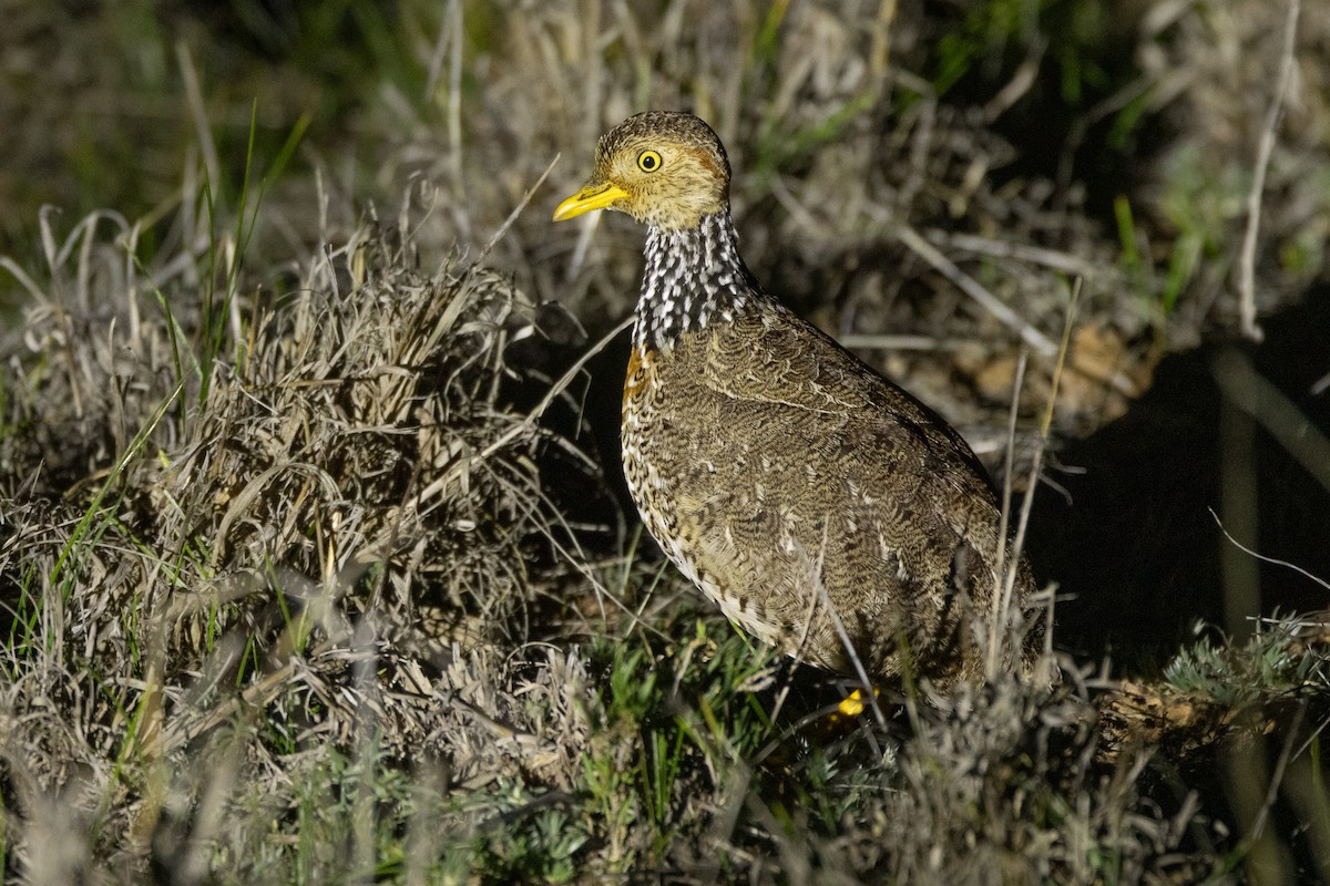 Bıldırcıngöçebesi - ML647036350