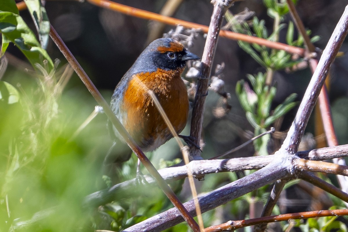 Rufous-breasted Warbling Finch - ML647036351