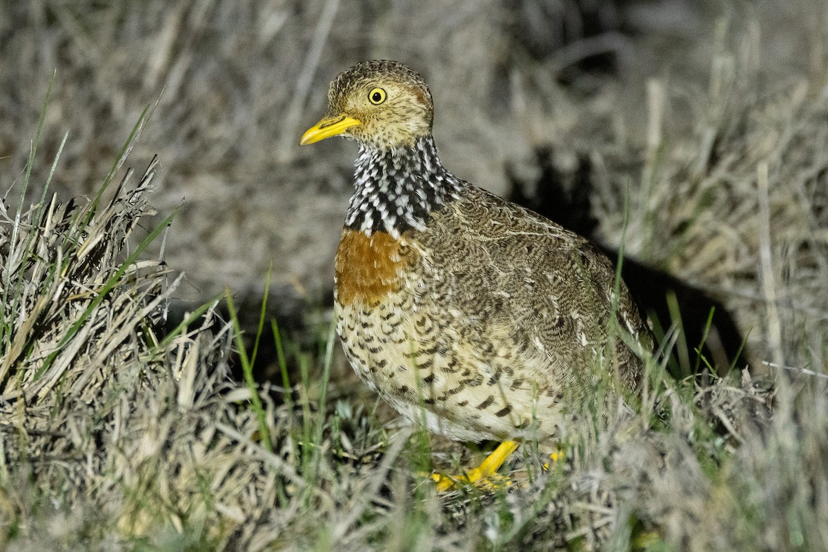 Bıldırcıngöçebesi - ML647036352