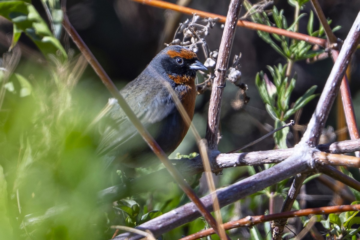 Rufous-breasted Warbling Finch - ML647036353