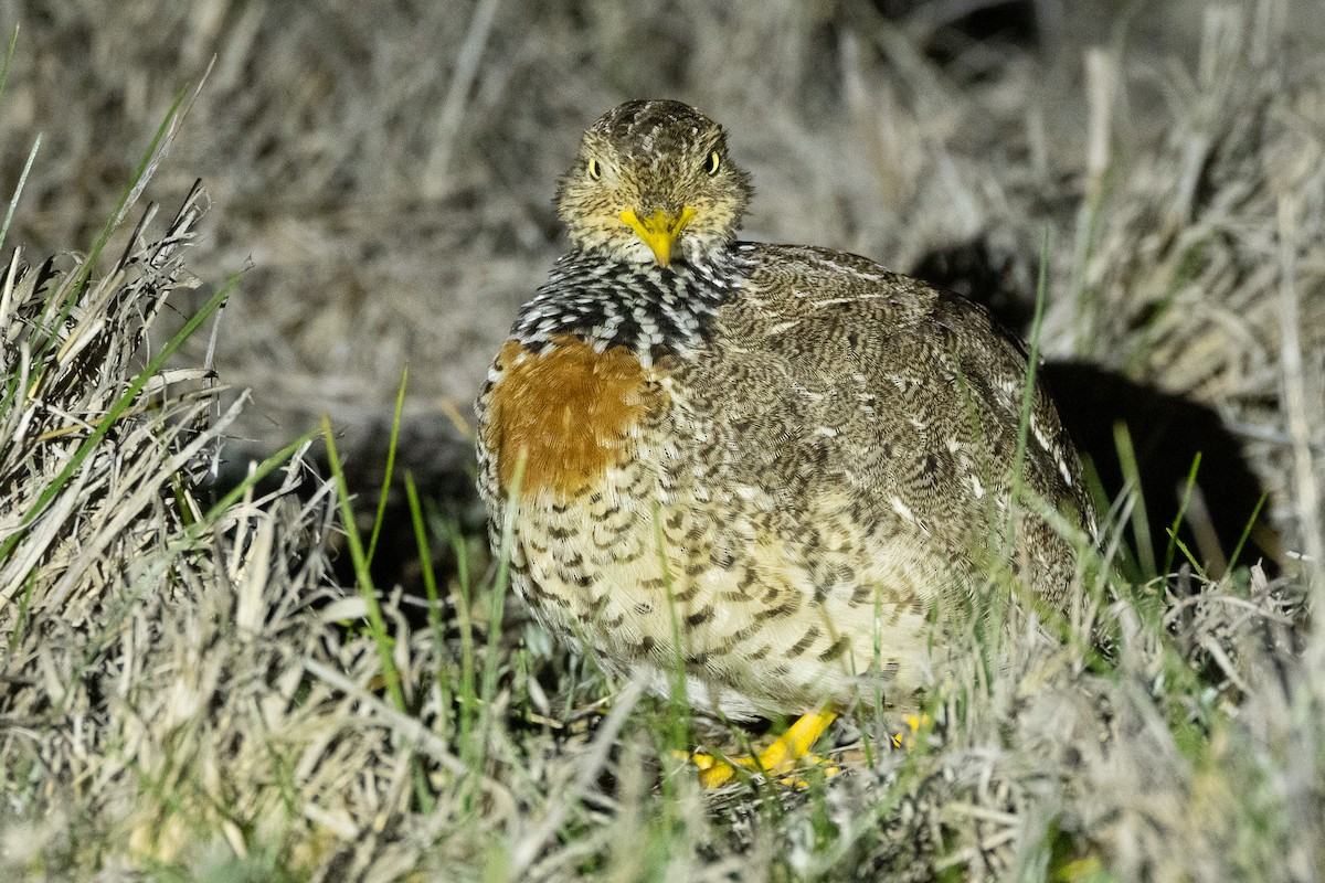 Bıldırcıngöçebesi - ML647036354