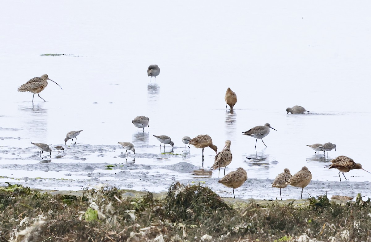 Bécasseau maubèche - ML647036356