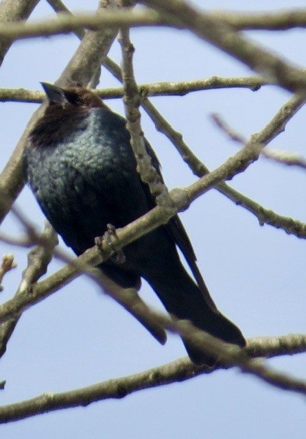 Braunkopf-Kuhstärling - ML647036358