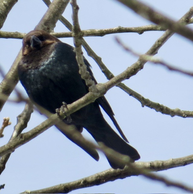 Braunkopf-Kuhstärling - ML647036359