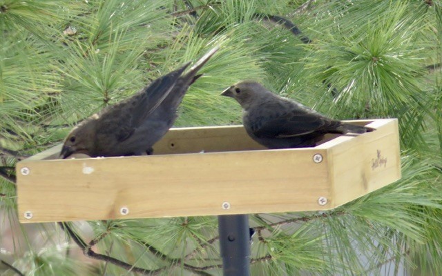 Braunkopf-Kuhstärling - ML647036360