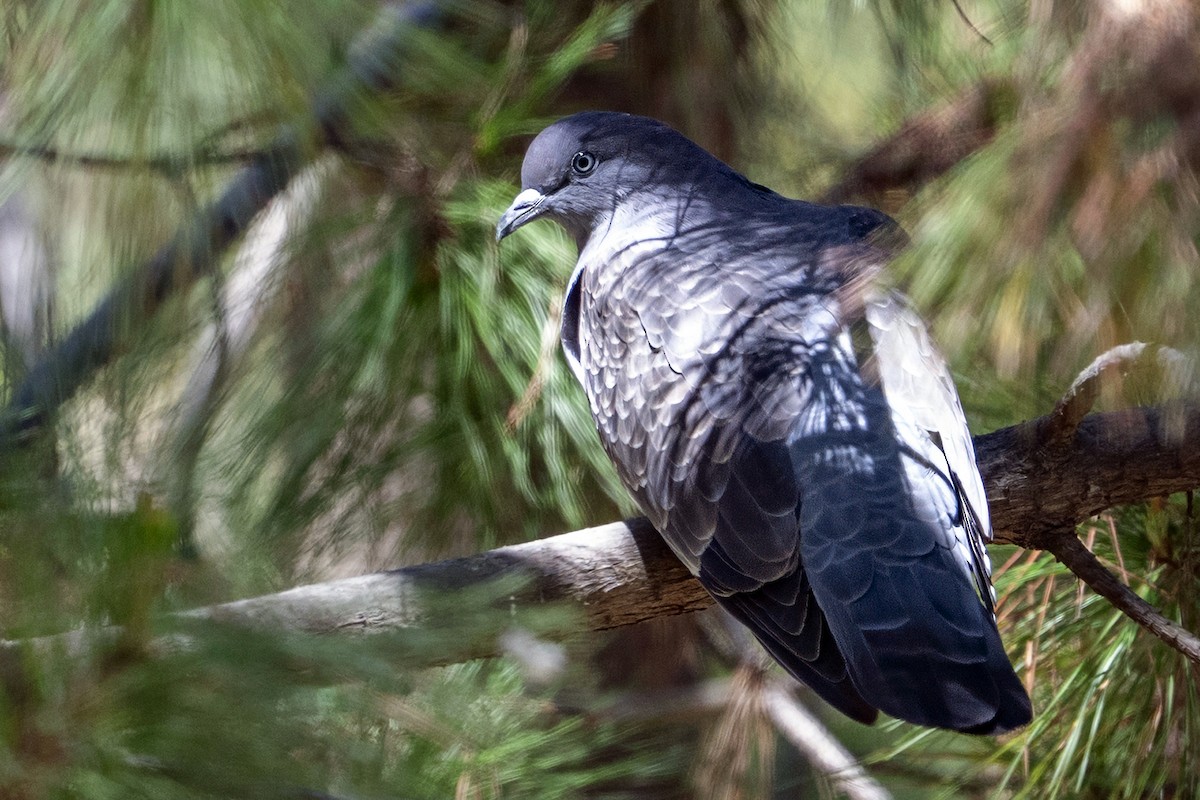 Spot-winged Pigeon - ML647036363