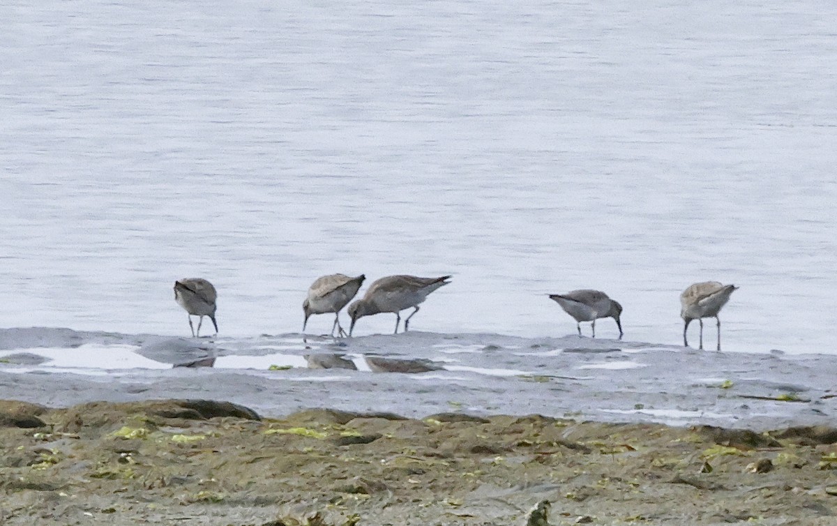 Bécasseau maubèche - ML647036372