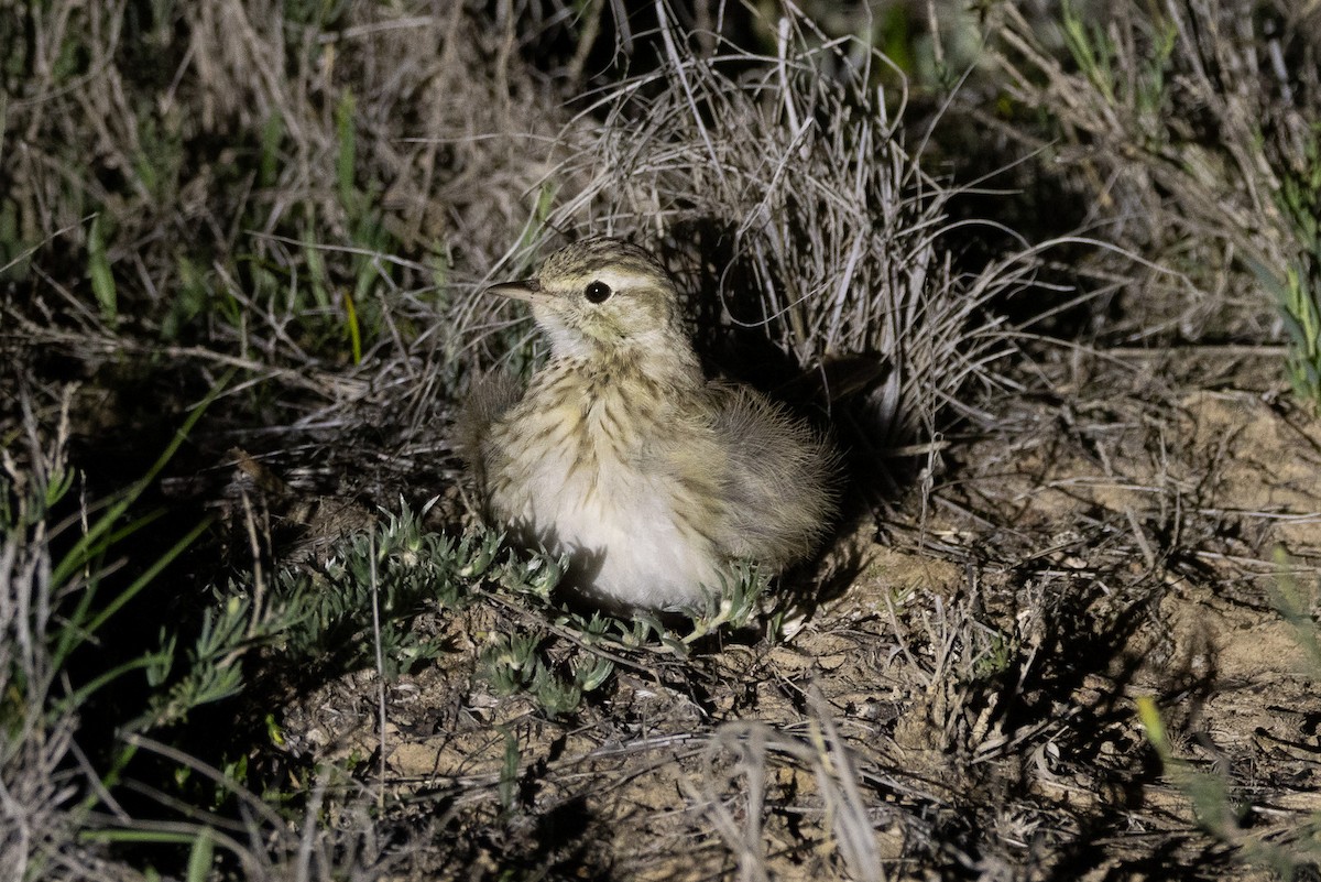 Australian Pipit - ML647036375
