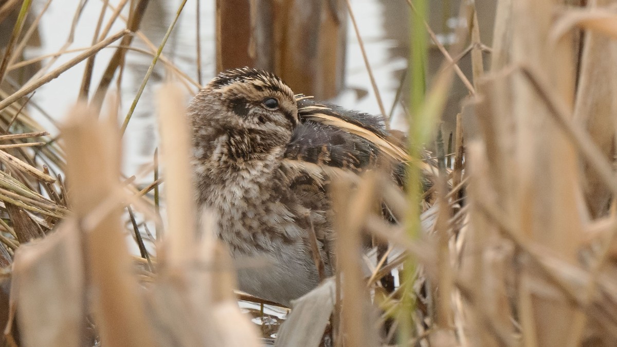 Jack Snipe - ML647036379
