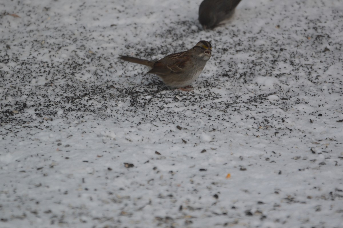 White-throated Sparrow - ML647036383