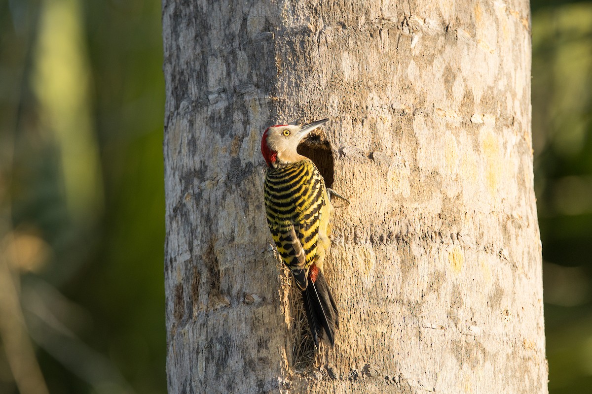 datel hispaniolský - ML647036384