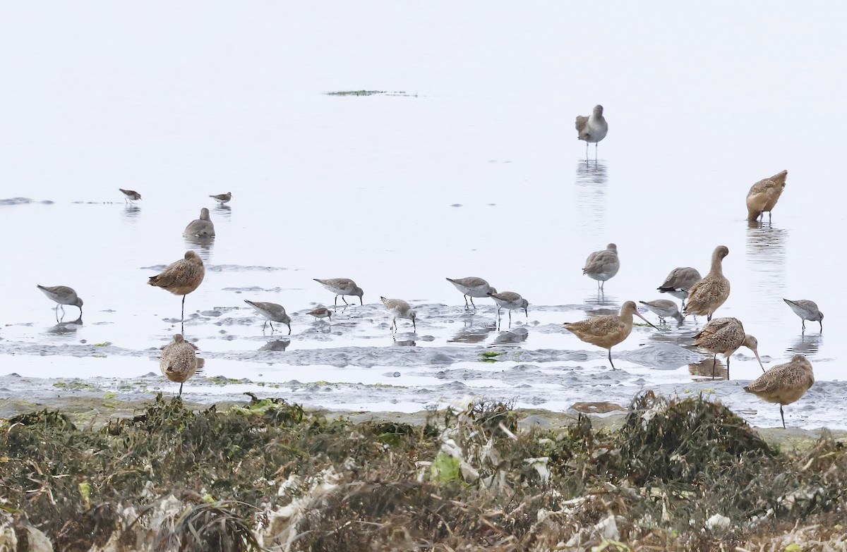 Bécasseau maubèche - ML647036386