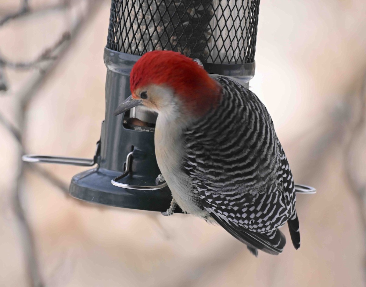 シマセゲラ - ML647036394