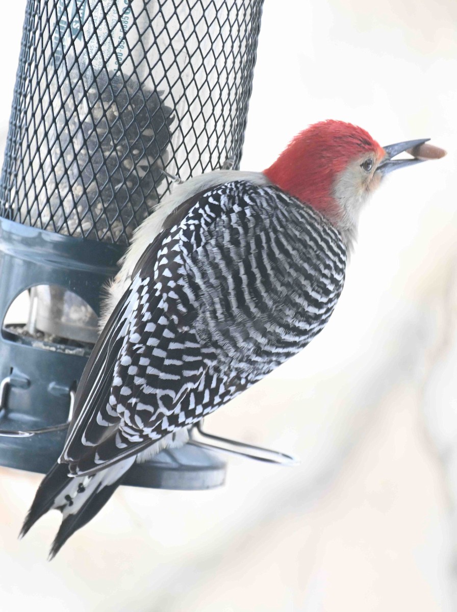 シマセゲラ - ML647036395