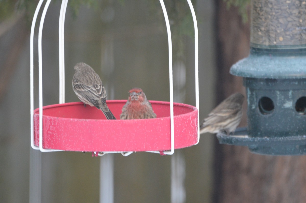 House Finch - ML647036396