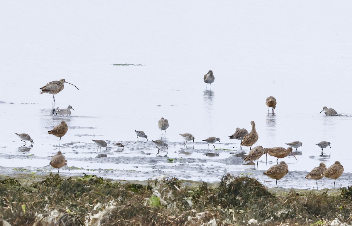 Bécasseau maubèche - ML647036398