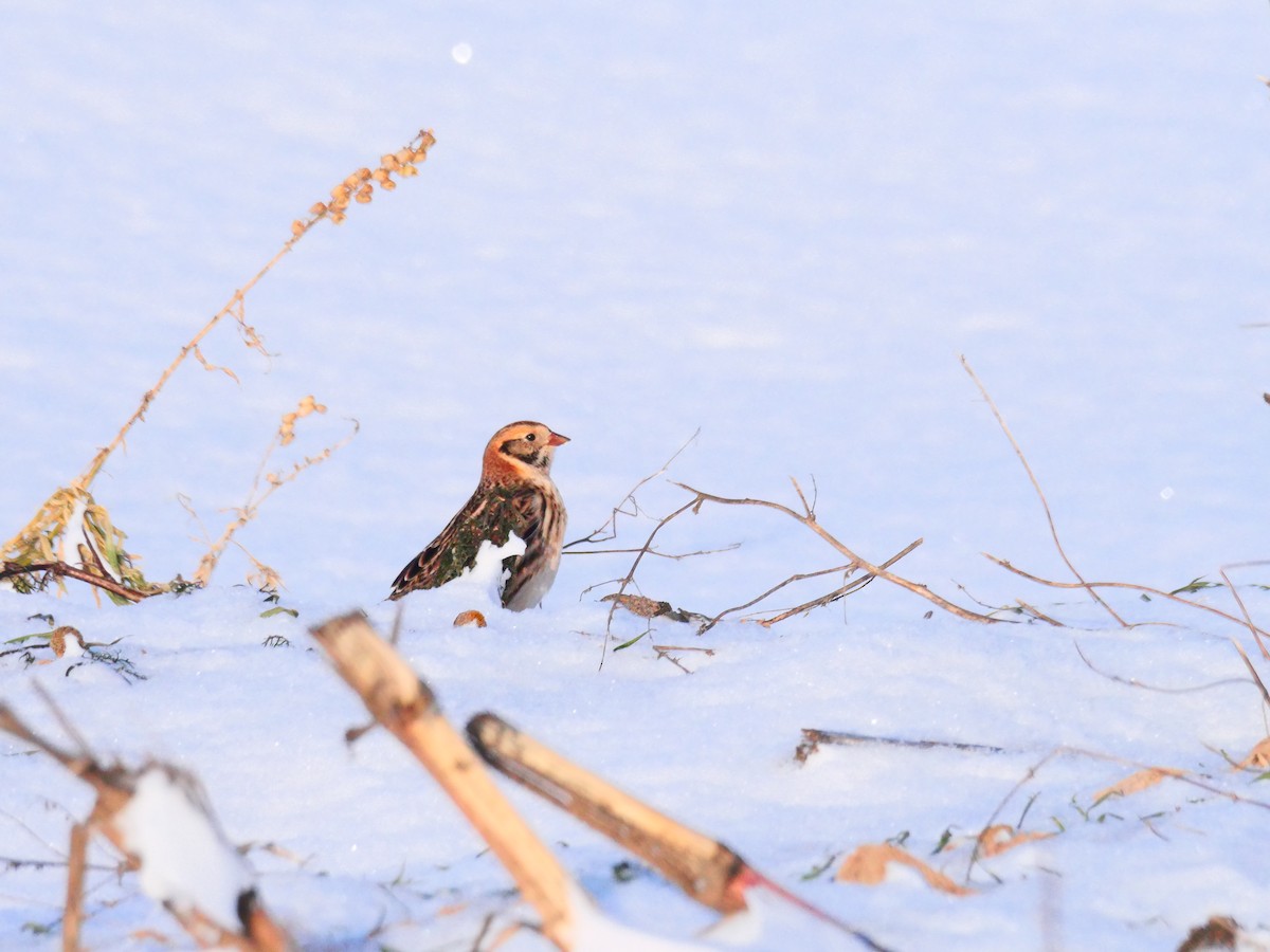 Подорожник лапландський - ML647036400