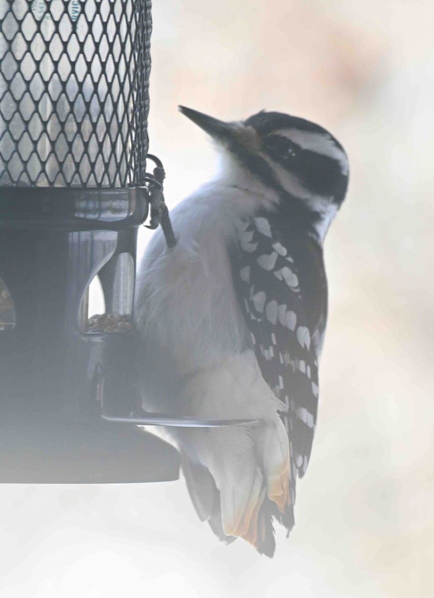 Hairy Woodpecker - ML647036401