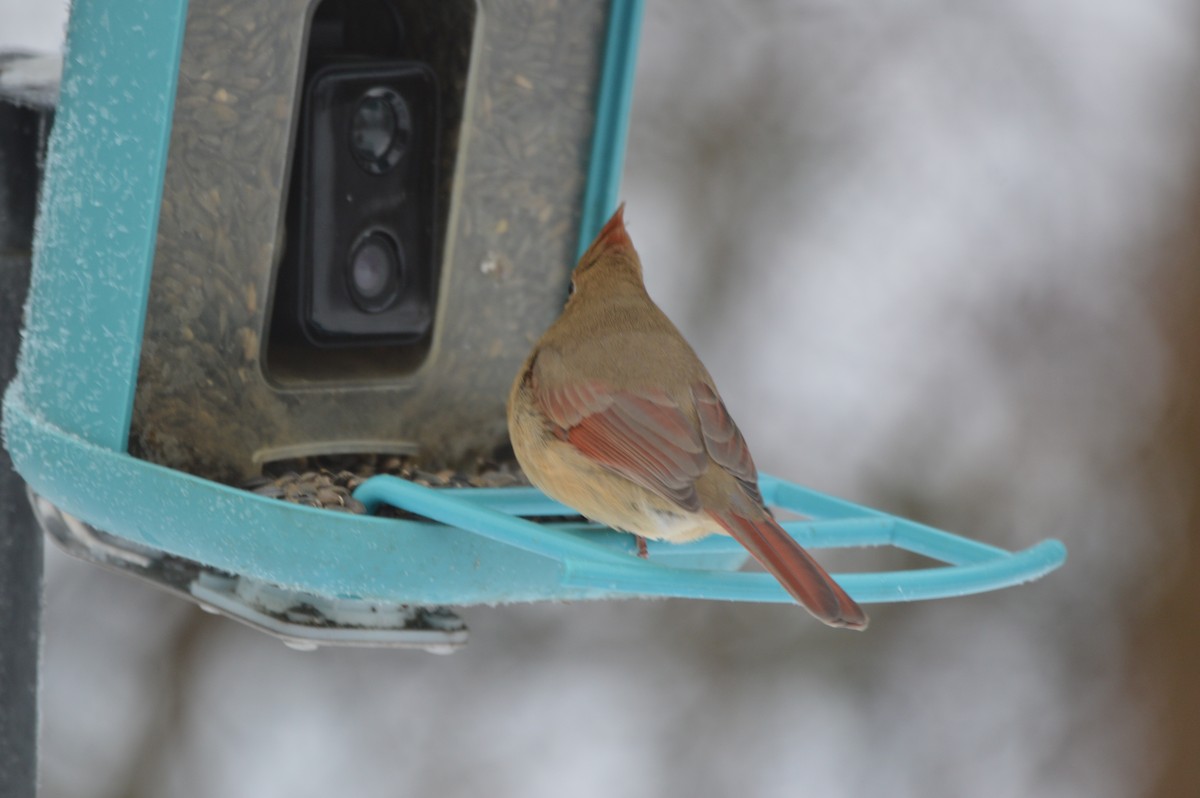 Northern Cardinal - ML647036407
