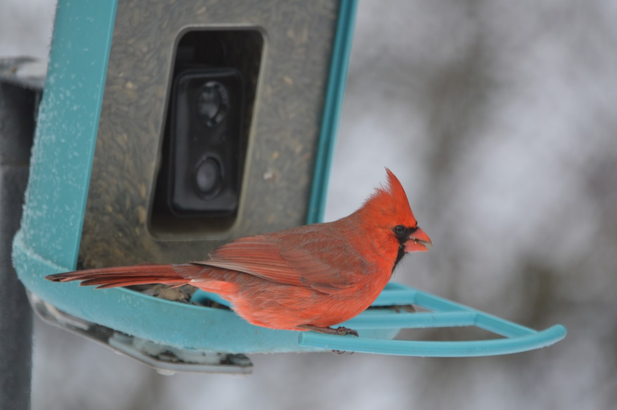 Northern Cardinal - ML647036421