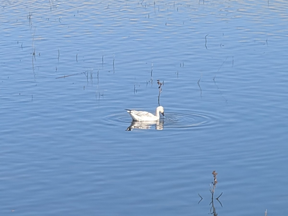 Snow Goose - ML647036429