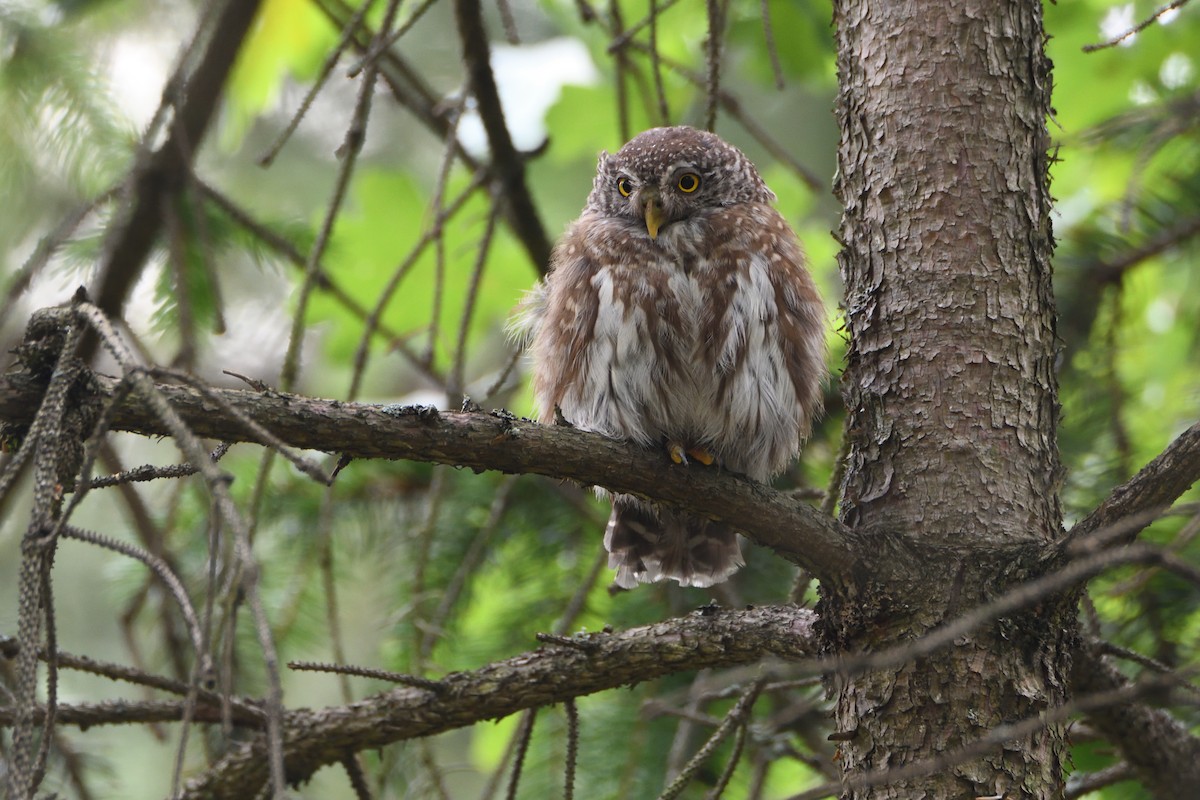Eurasian Pygmy-Owl - ML647036433