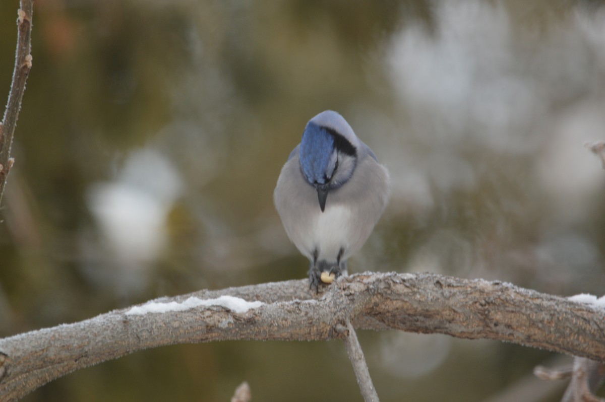 Blue Jay - ML647036437