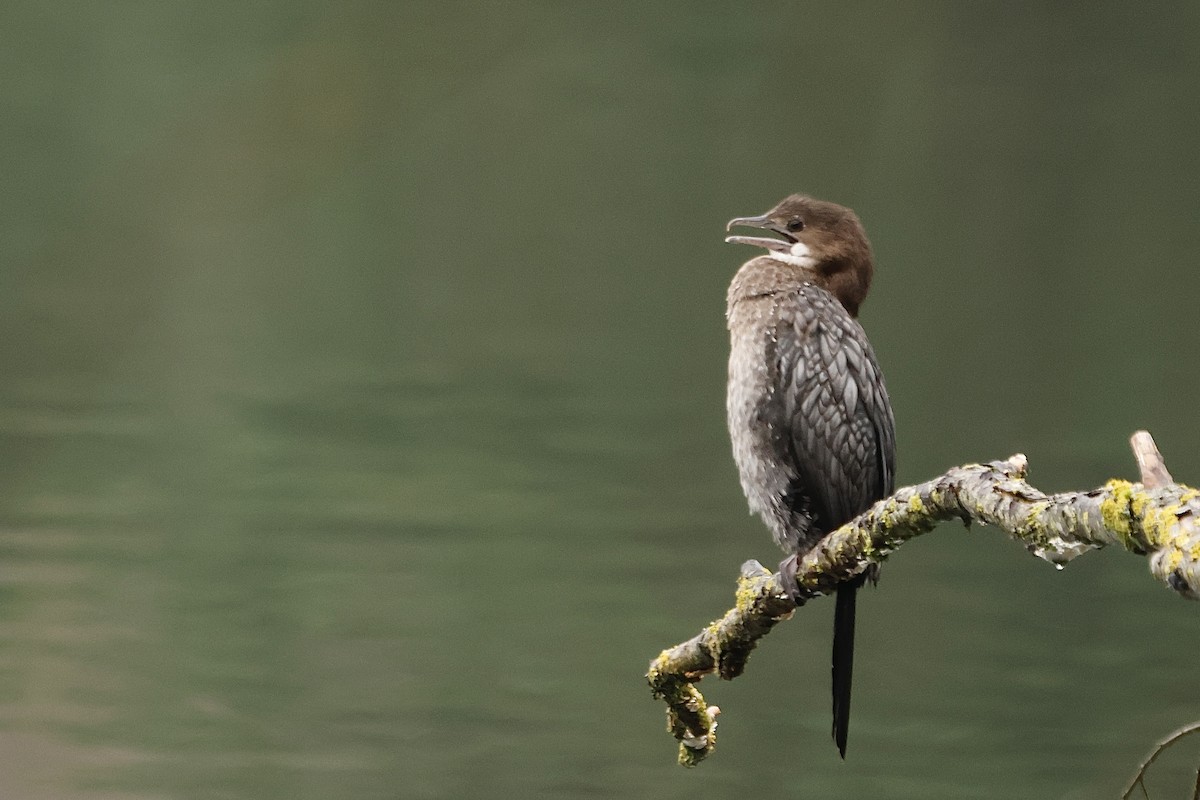 Pygmy Cormorant - ML647036445