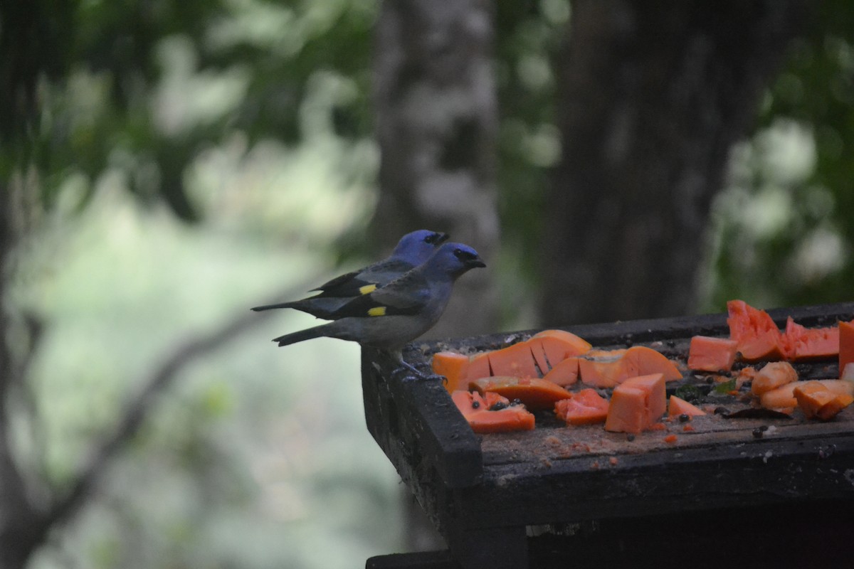 Yellow-winged Tanager - ML647036447