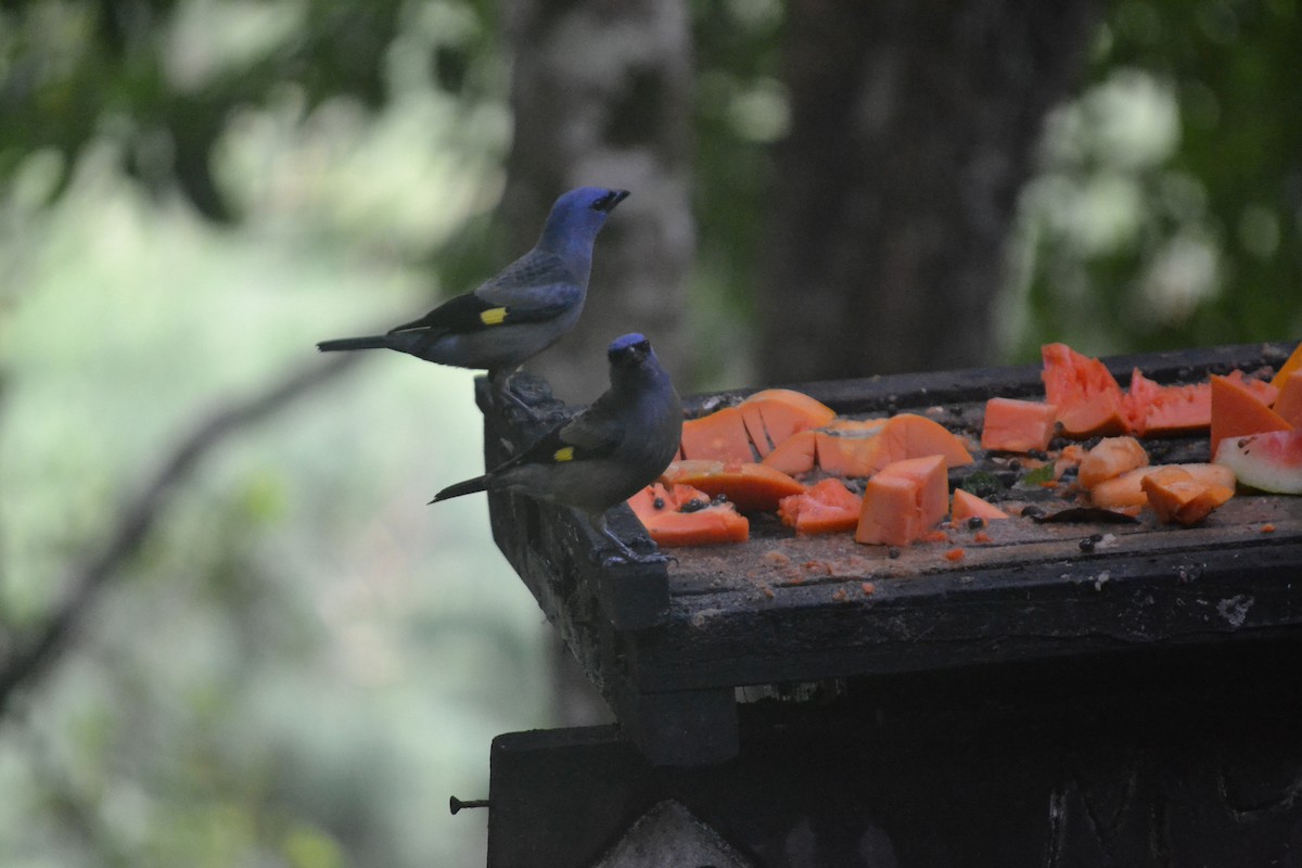 Yellow-winged Tanager - ML647036448