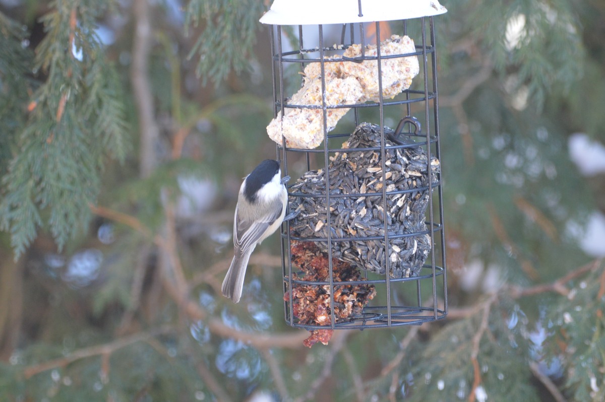 Black-capped Chickadee - ML647036450
