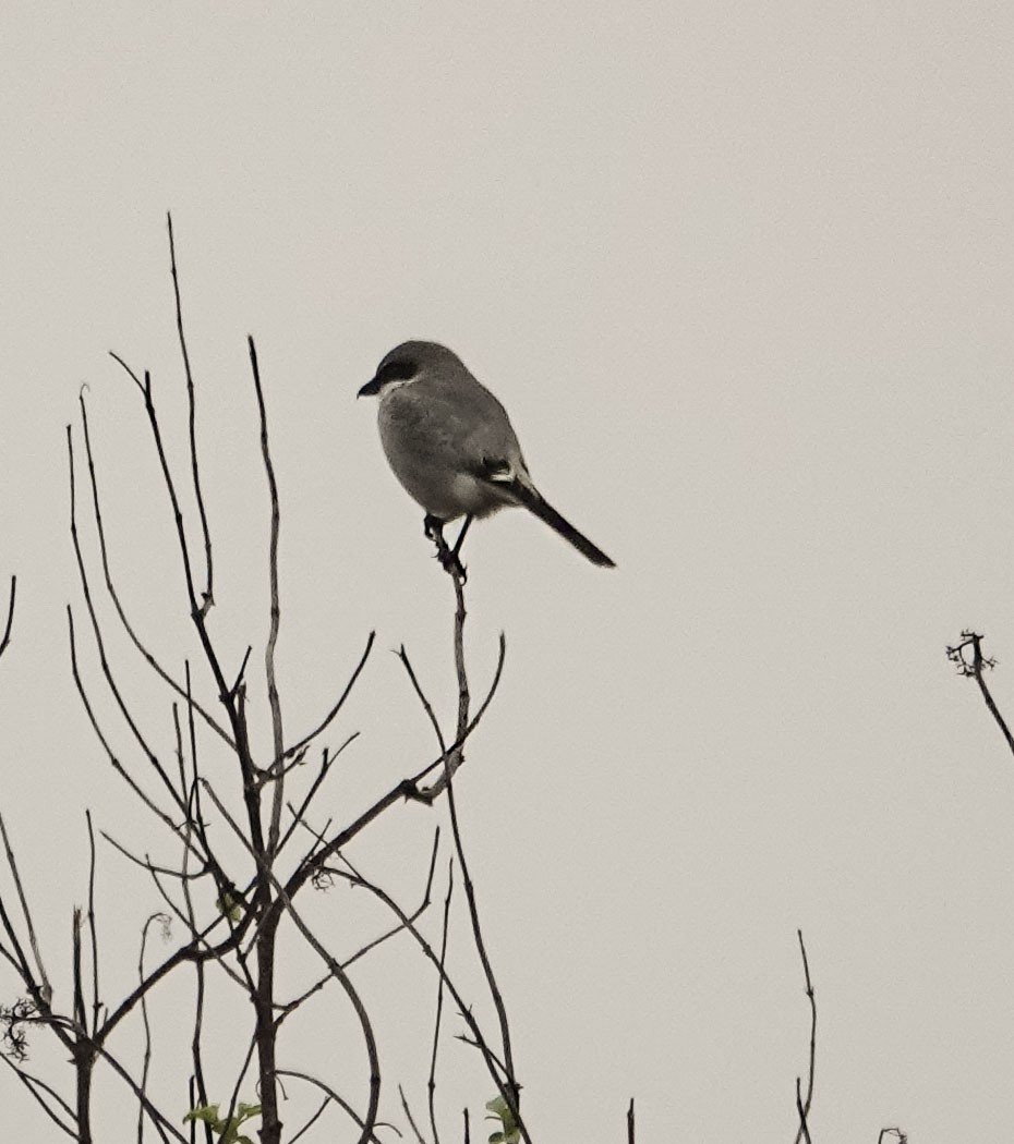 Loggerhead Shrike - ML647036477