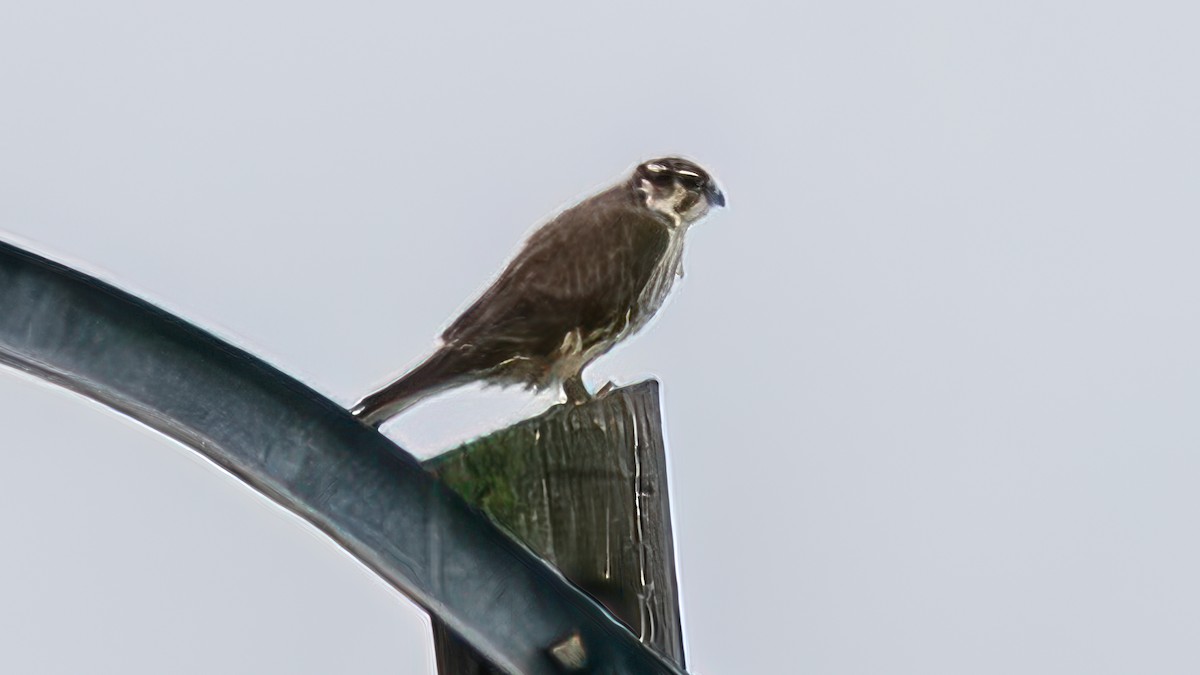 Faucon des prairies - ML647036500