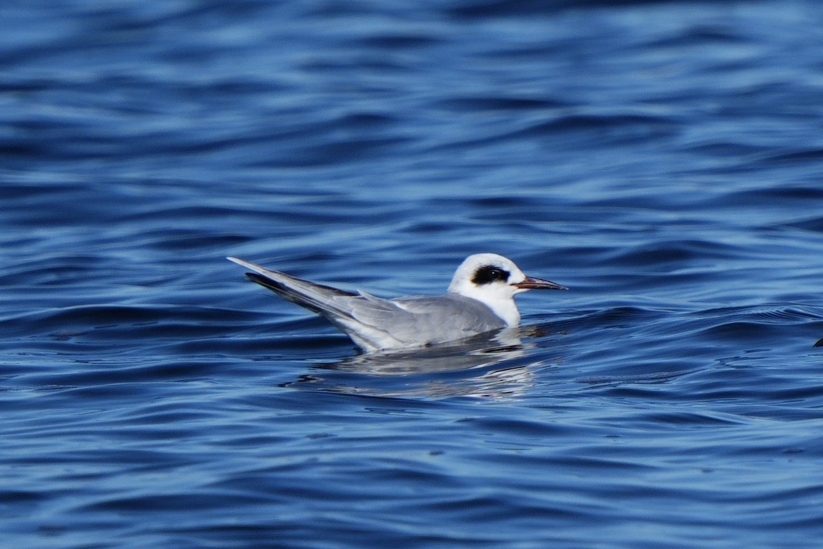 Forster's Tern - ML647036515