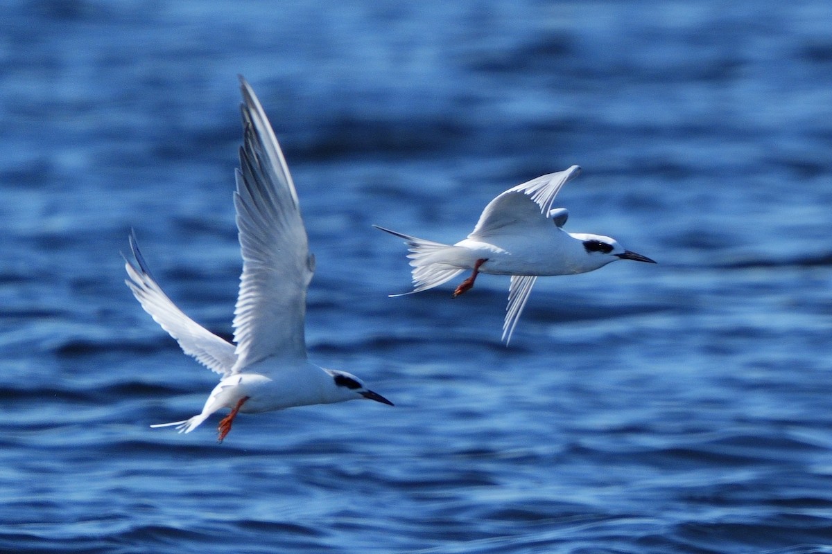 Forster's Tern - ML647036516