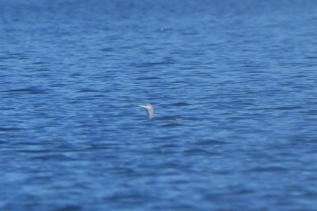 Kızıl Gerdanlı Dalgıç - ML647036543