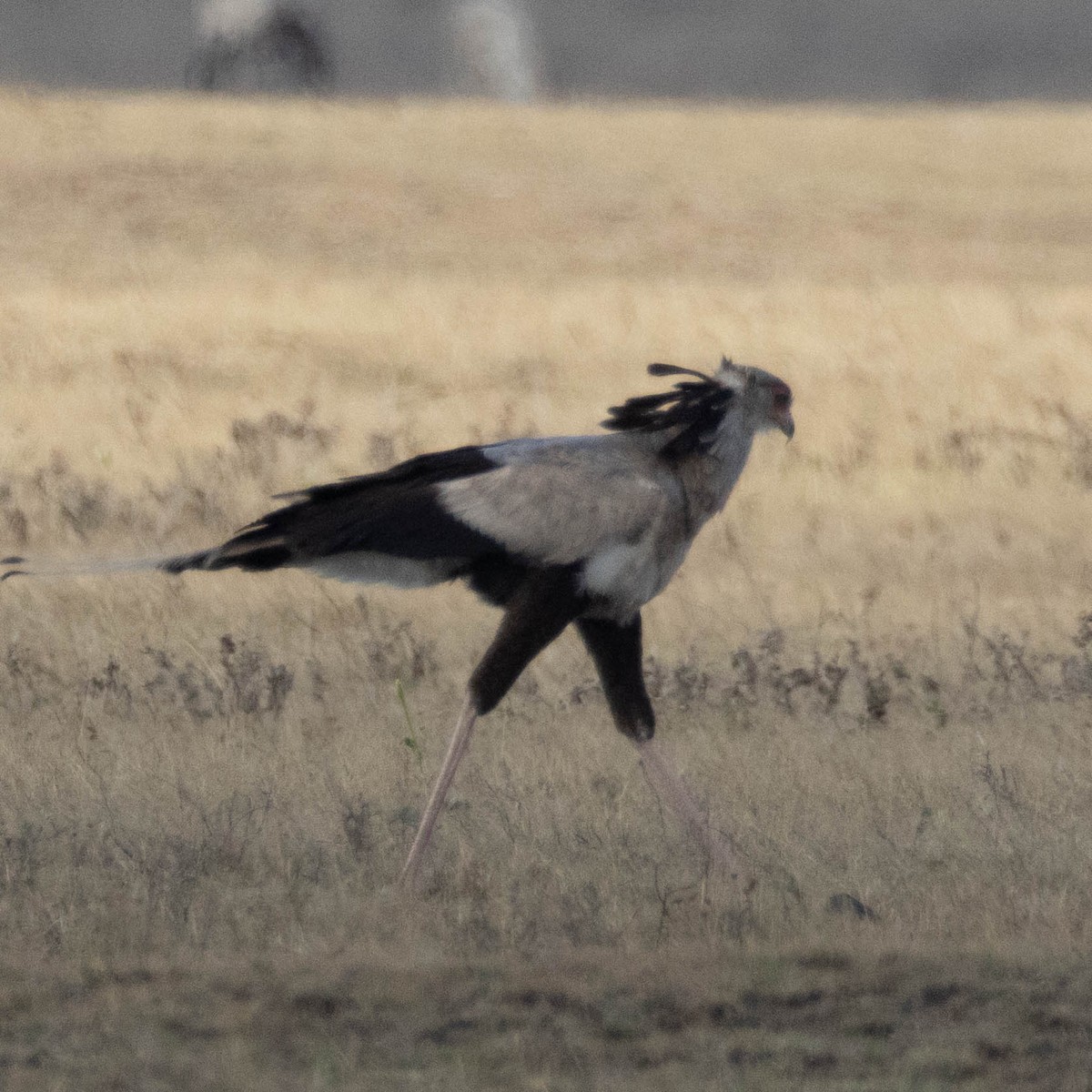 Secretarybird - ML647036545