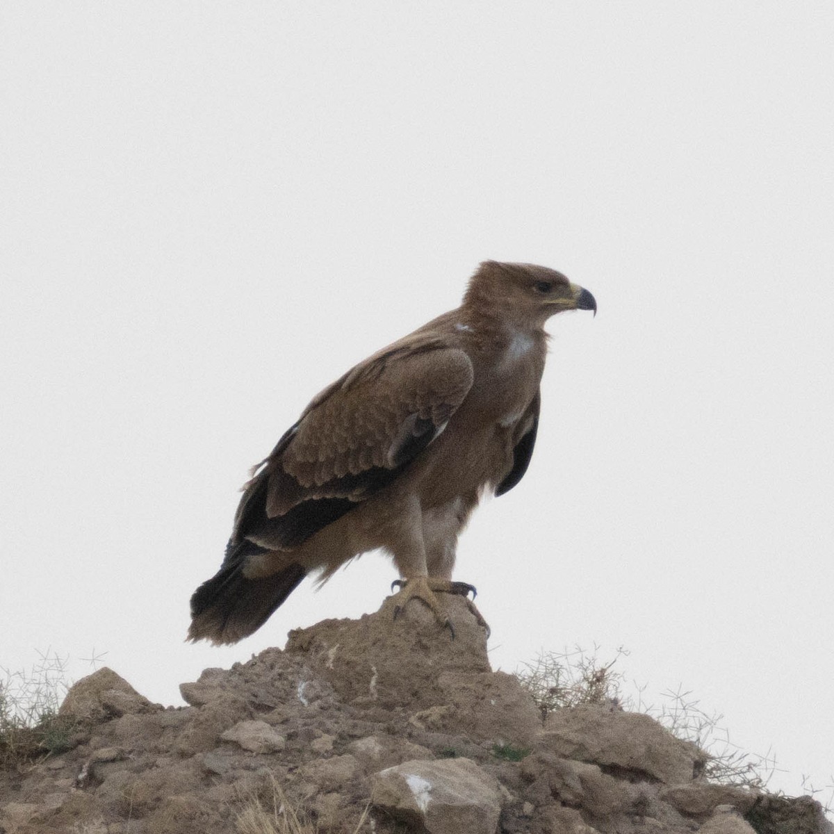 Tawny Eagle - ML647036561