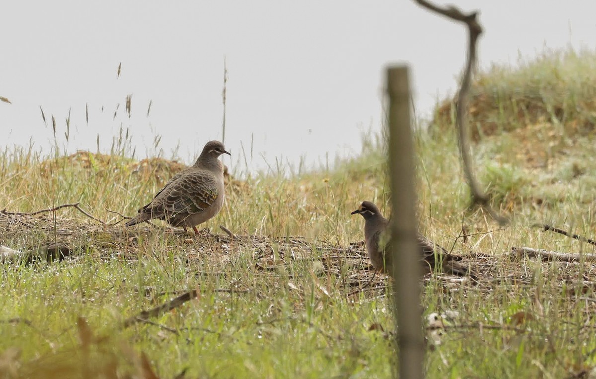Common Bronzewing - ML647036566